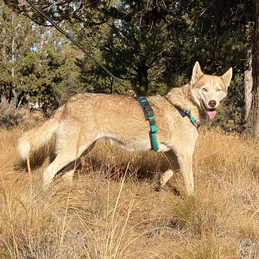 Urban Trail® Adjustable Harness (Half-Back/Shorty) - CUSTOM FIT