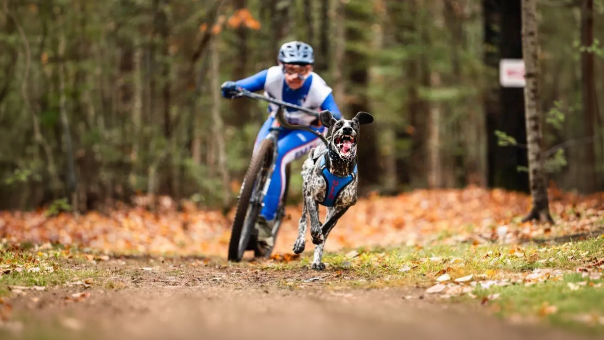 A mountain biker in a blue and white racing suit rides a bike on a forest trail while a black-and-white dog runs alongside in a blue harness, with fallen leaves covering the ground.