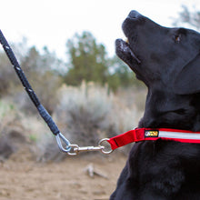 Load image into Gallery viewer, Chew-Proof® Dog Leashes (Cable Filled), Reflective, Padded Handle – Made in USA!