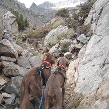 Load image into Gallery viewer, Two Dog Scooter & Bike Leash - Bikejoring Line with Bungee – 7ft Poly Rope, Reflective Option, Includes Post Connector - Made in the USA!