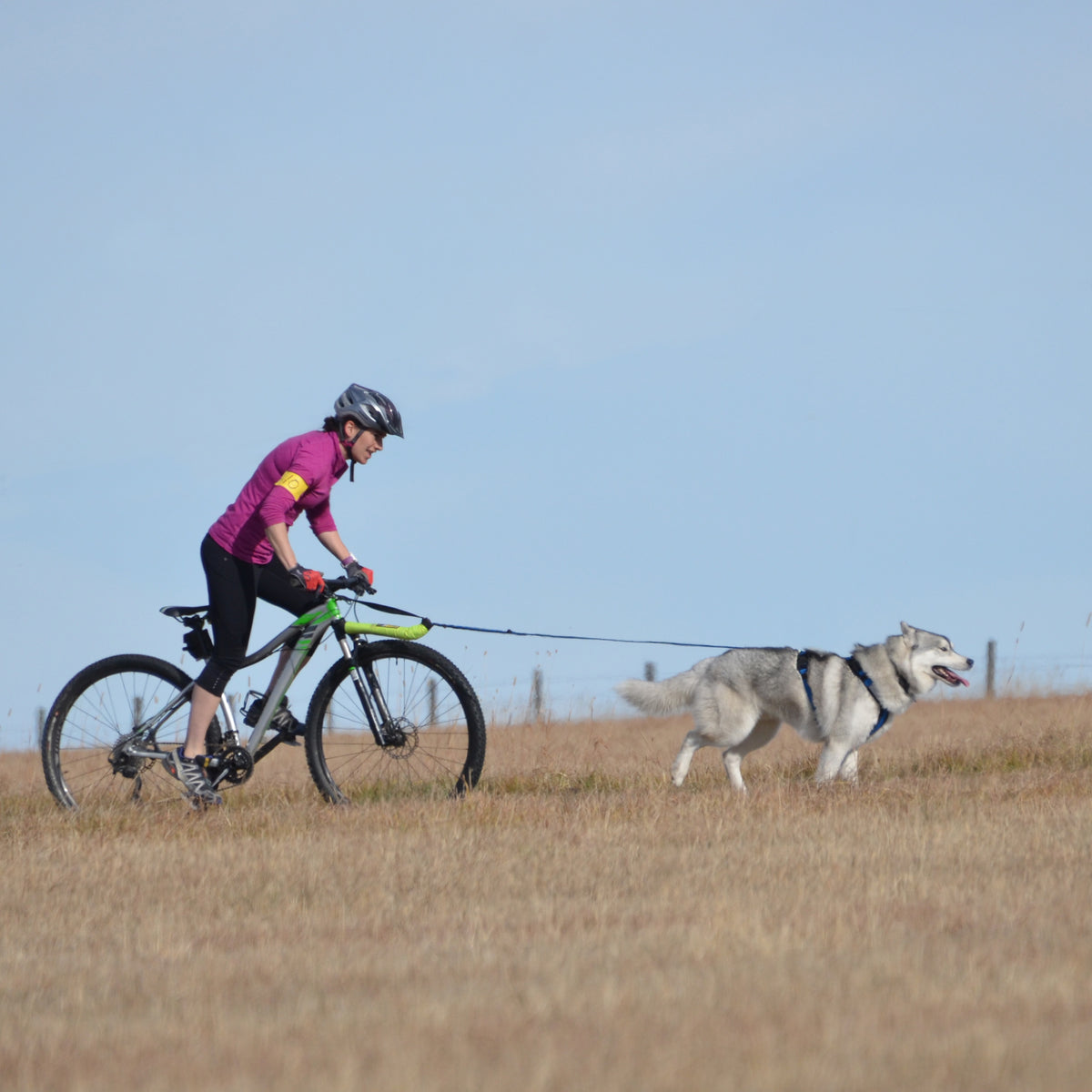 Single Dog Bikejor / Scooter Line