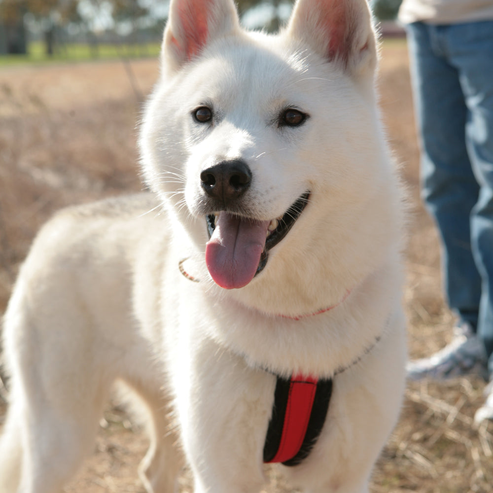 Urban Trail® Adjustable Dog Harness (Half-Back/Shorty)