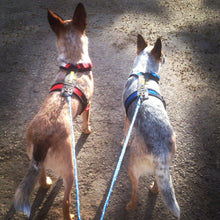 Load image into Gallery viewer, Two Dog Scooter & Bike Leash - Bikejoring Line with Bungee – 7ft Poly Rope, Reflective Option, Includes Post Connector - Made in the USA!