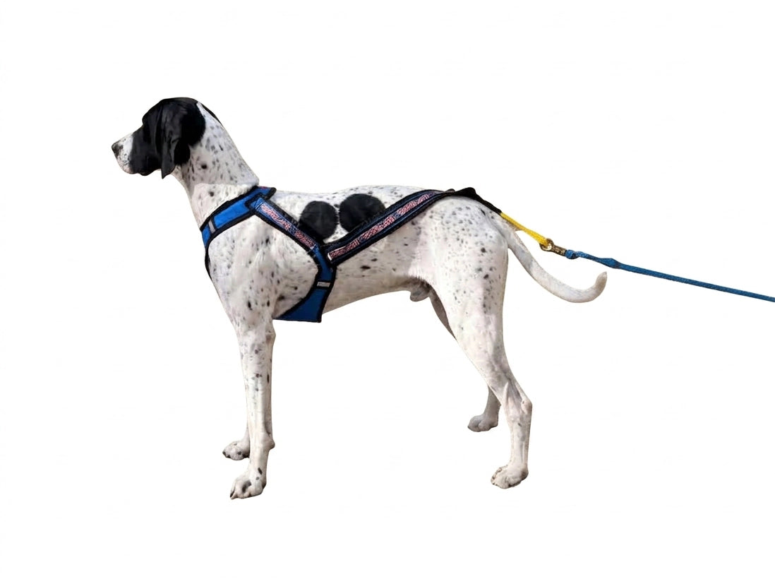 A Eurohound standing with Dashback Open-Back Dog Mushing Harness  by Alpine Outfitters