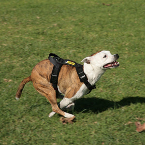 Non chafing dog harness outlet