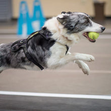 Load image into Gallery viewer, Flyball Harness 1&quot; Webbing