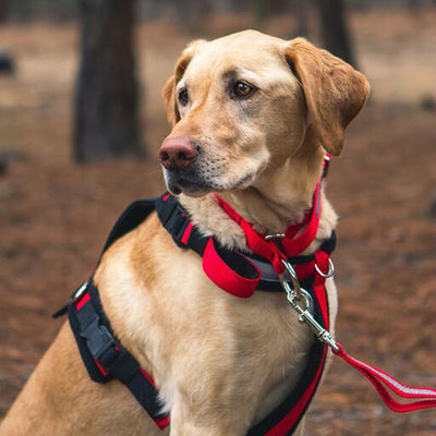 Urban Trail® Adjustable Dog Harness (Half-Back/Shorty)