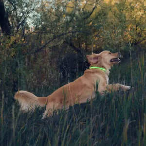NiteHowl® Rechargeable LED Safety Necklace