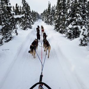 Sled Bundle (1-Dog with 2-Dog Option)