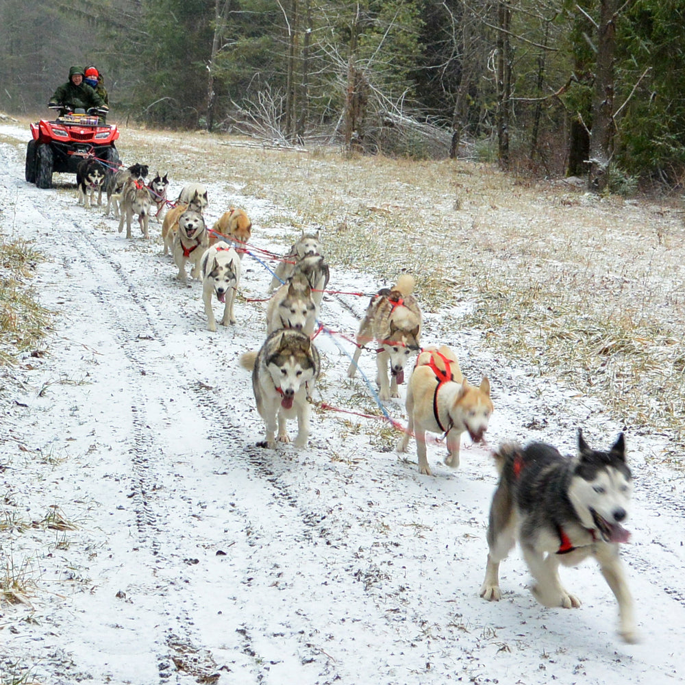 14-Dog Sectional Cable Gangline