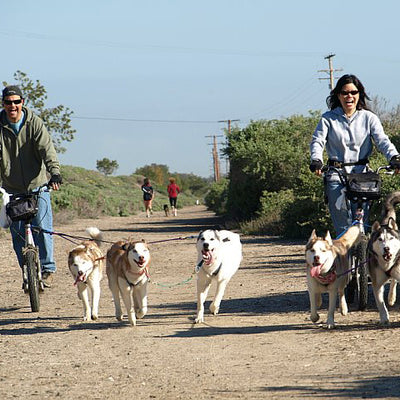 3 or 4 Dog Bikejor / Scooter Line