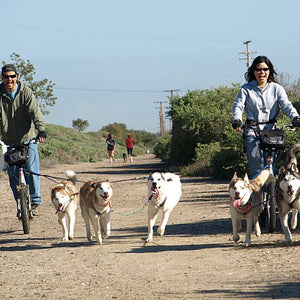 Scooter Line / Bikejor Line for 3-4 Dogs