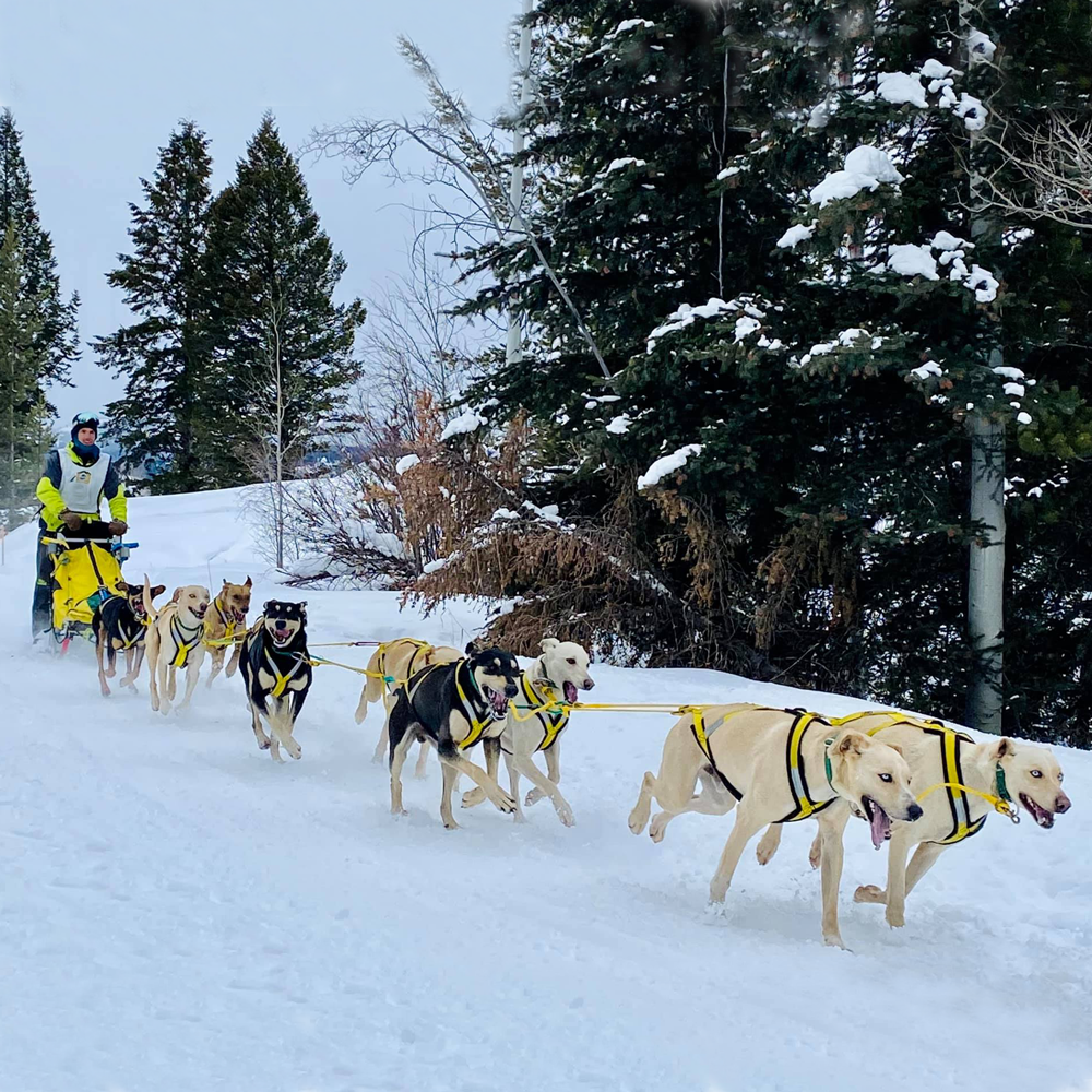 8-Dog Sectional Cable Gangline – Alpine Outfitters