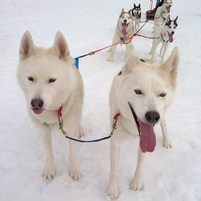 Double Neckline for Skijoring