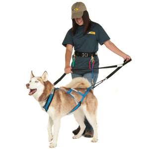 Command Training Leash