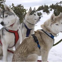 Urban mushing harness hotsell