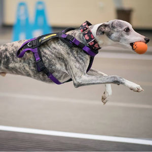 Flyball Harness 3/4