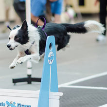 Load image into Gallery viewer, Flyball Harness 1&quot; Webbing