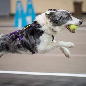 Flyball Harness 1" Webbing