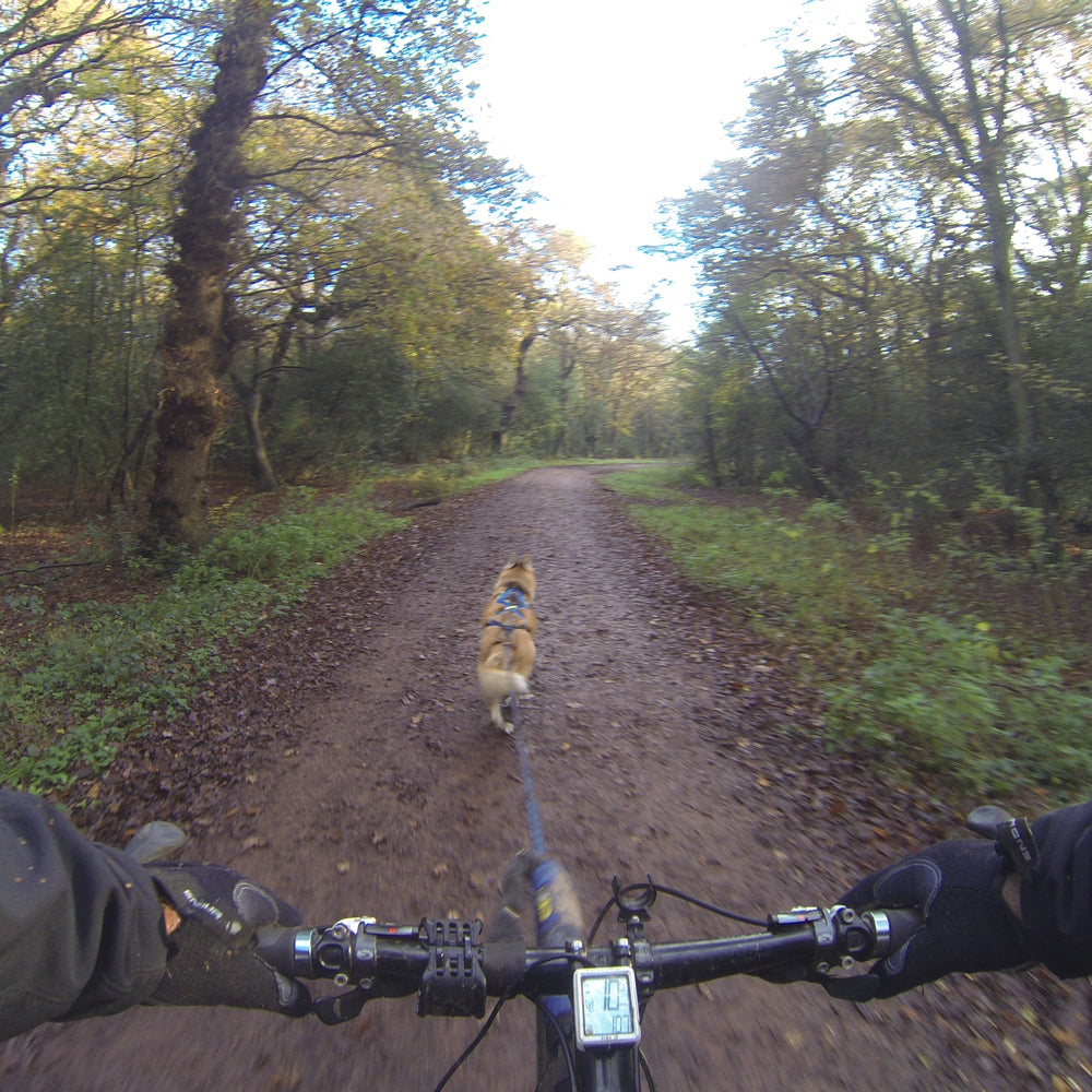 Single Dog Bikejor / Scooter Line