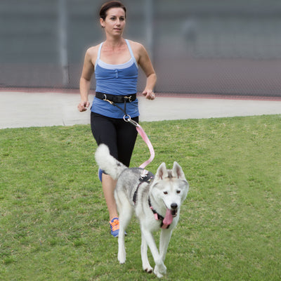 Hands-Free Belt (Musher's Belt)