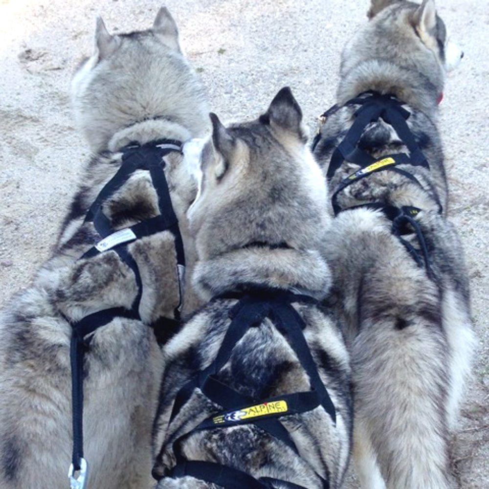 X-Back Harness (Ready-to-Go)