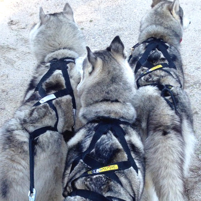 X-Back Harness (Ready-to-Go)