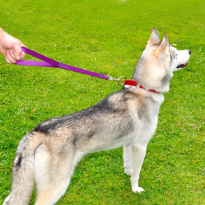 22 Inch Leader Leash