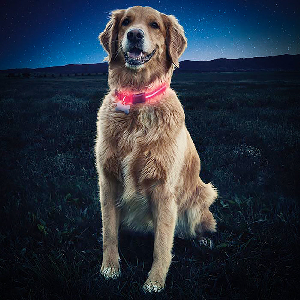 Anklage Børns dag Banke LED Illuminated Dog Collar – Alpine Outfitters