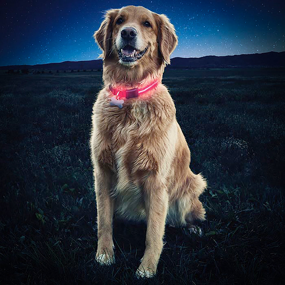 LED Illuminated Dog Collar