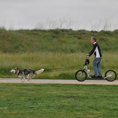 Basic Bikejor/Scooter Bundle (1-Dog with 2-Dog Option)