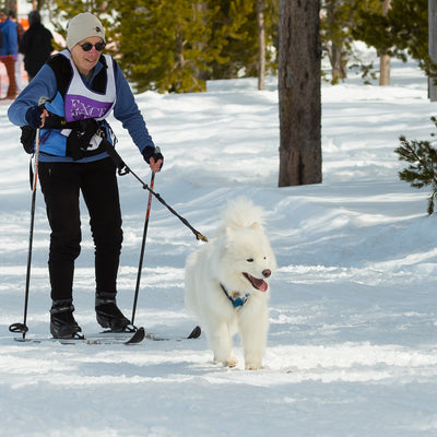 Skijor Towline - 8ft