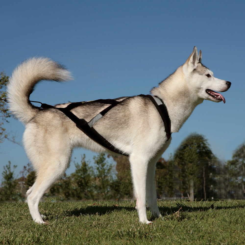 Deluxe Bikejor/Scooter Bundle (1-Dog with 2-Dog Option)