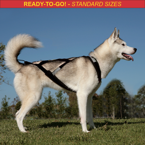 Ready-To-Go!  X-Back Harness - Standard Sizes