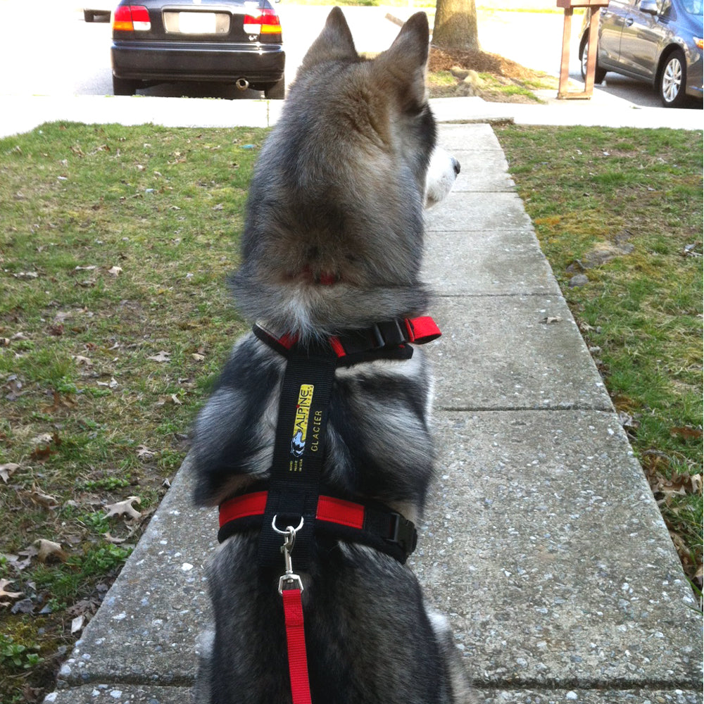 Urban Trail® Adjustable Harness (Half-Back/Shorty) - CUSTOM FIT