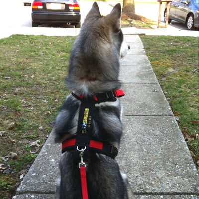 Urban Trail® Adjustable Harness (Half-Back/Shorty) - CUSTOM FIT