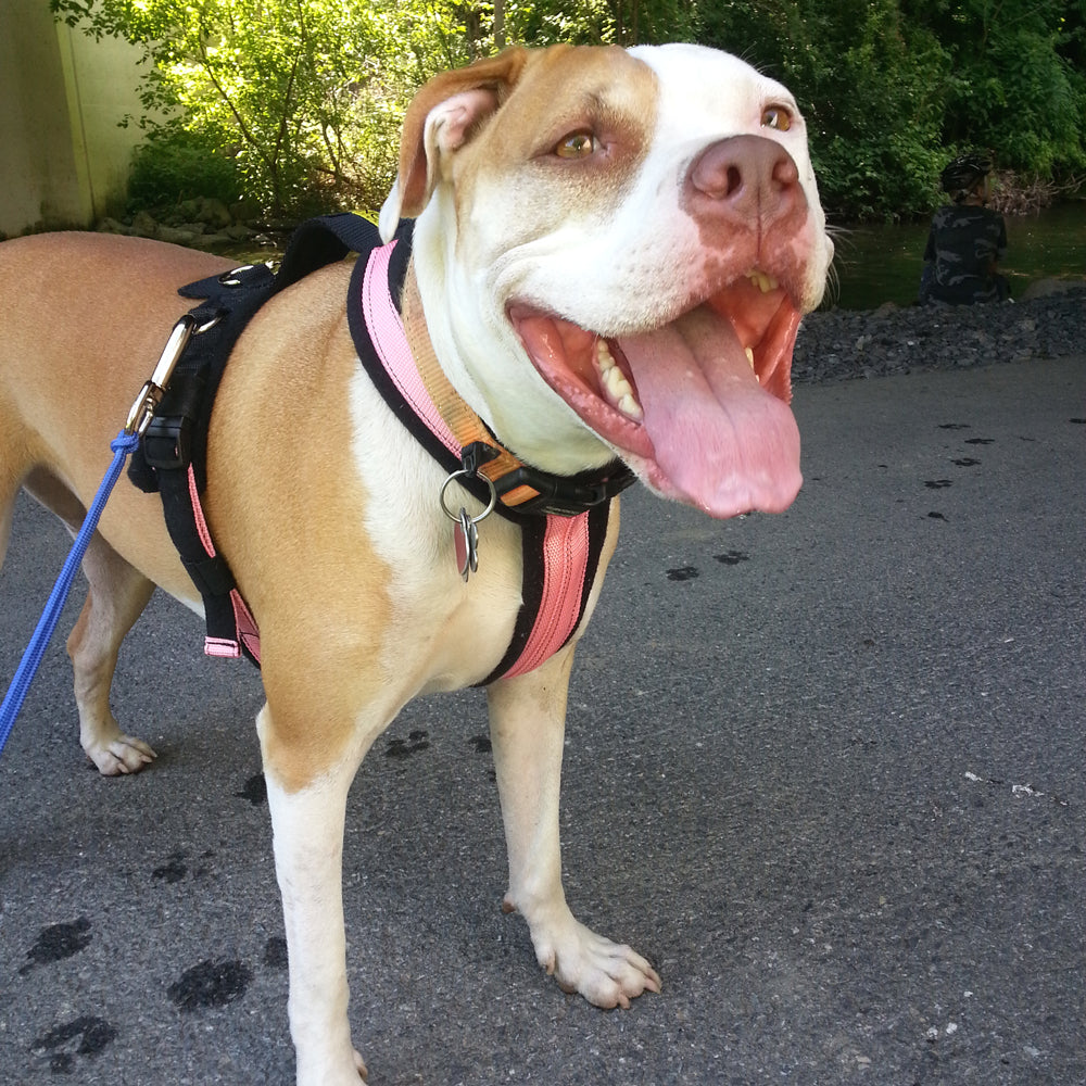 Urban Trail® Adjustable Dog Harness (Half-Back/Shorty)