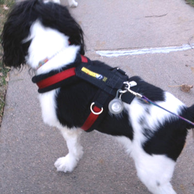 Urban Trail® Adjustable Harness (Half-Back/Shorty) - CUSTOM FIT
