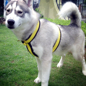 Urban Trail® Adjustable Harness (Half-Back/Shorty) - CUSTOM FIT - Cut & Sewn to Order, Made in the USA