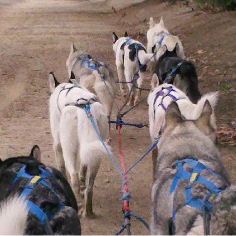 8-Dog Sectional Cable Gangline