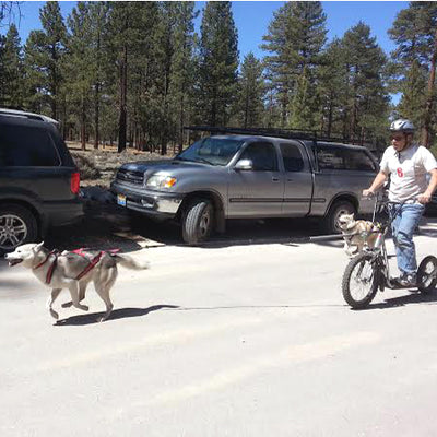 Single Dog Bikejor / Scooter Line