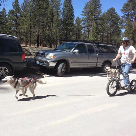 Single Dog Bikejor / Scooter Line